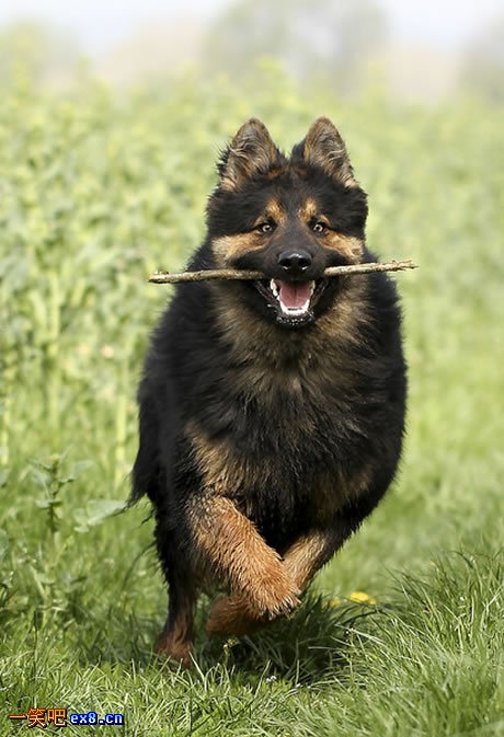 含着树枝一路狂奔