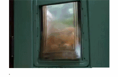 爬到窗户上的咖啡猫