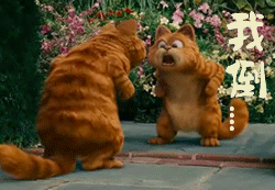 咖啡猫照镜子，我倒