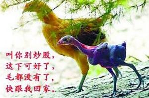 这下可好了，炒股炒得毛都没有了