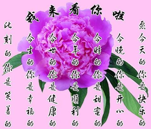 我来看你来啦