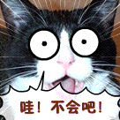 超惊讶的猫咪，不会吧
