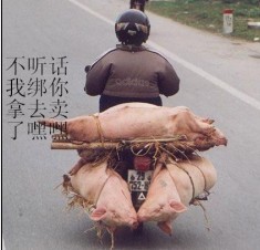 不听话就把你绑你卖了
