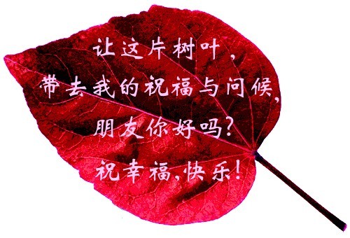 让这片树叶，带去我的祝福和问候