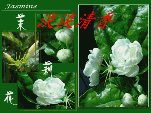 茉莉清香，送去我千万个祝福