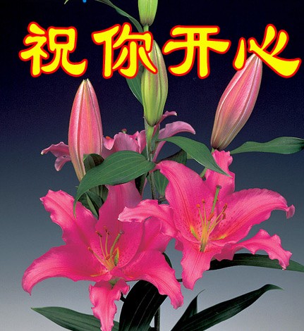用清香的鲜花祝你开心