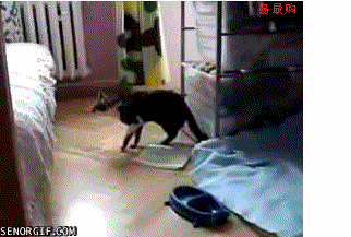 跳不上床的小狗