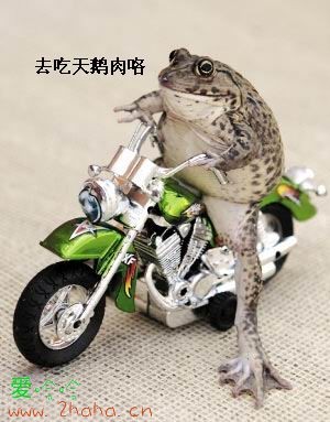 去吃天鹅肉去了