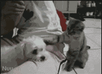 小猫逗小狗玩