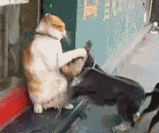 狗狗与猫猫PK打架