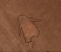 在身上涂红油漆装死的企鹅