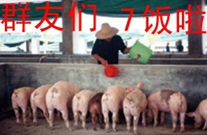 群友们，七饭啦