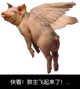 快看呀，群猪飞起来了