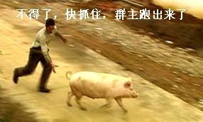 快抓住，群主跑出来了
