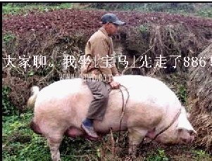 大家好，我坐马儿先走了