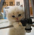 点头的小猫，恩恩恩