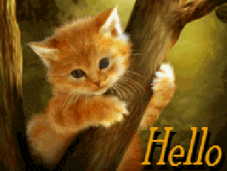 小猫版问候，hello