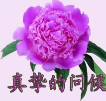 鲜花送给你最真挚的问候