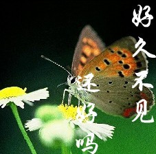 很久不见，你还好吗