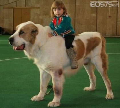 骑狗狗的萝莉妹妹