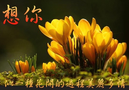 想你，似花开的过程一样美丽