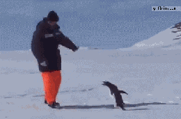 真人被企鹅攻击