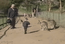 袋鼠可不是好惹的