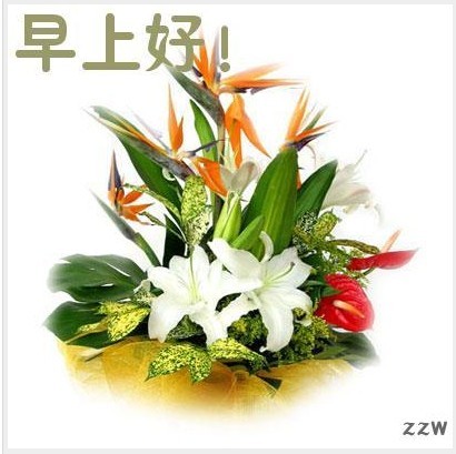 鲜花问候你，早上好
