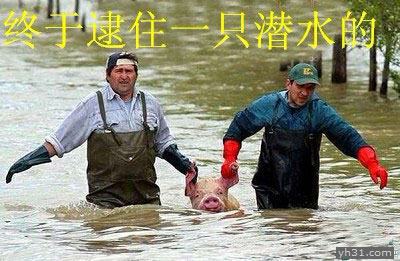 终于逮到一只潜水的猪猪