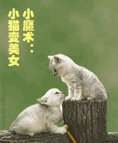 玩下小魔术，小猫变美女