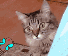 让猫咪的眼睛转来转去