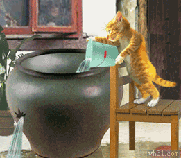 猫咪给水缸灌水