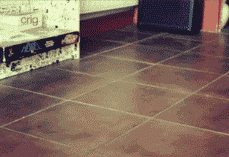 猫神从天而降