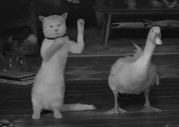 小猫跟小鸭一起Happy