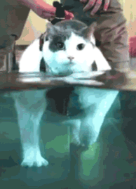 大肥猫在水里散步