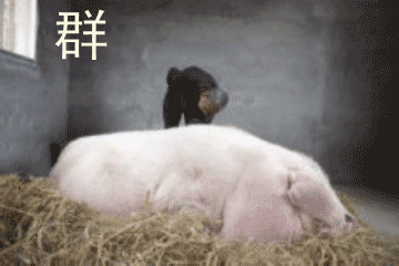 群主，快起来了