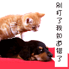 猫大哥别打了，我知道错了