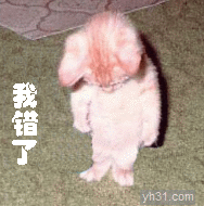 小猫咪站立着低头认错