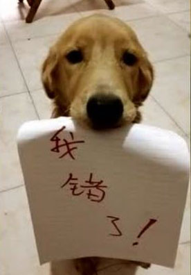 嘴含纸条认错的狗狗