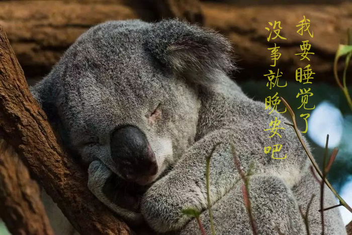 我要睡觉啦！没事就晚安吧