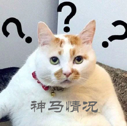 犯迷糊的猫咪，神马情况啊