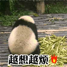 生气的熊猫大侠，越想越烦