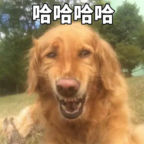 哈哈哈哈，狗狗都笑了