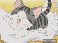起司猫爬在衣服上玩