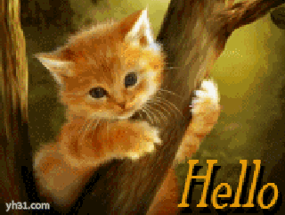 hello，向你问好的猫咪