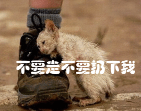 猫咪抱着主人的脚，不要走不要扔下我