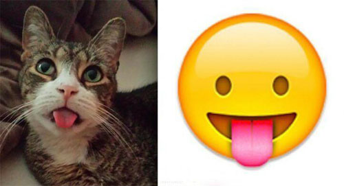 做怪相的猫咪
