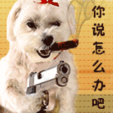 狗狗拿枪对着你，说说怎么办吧