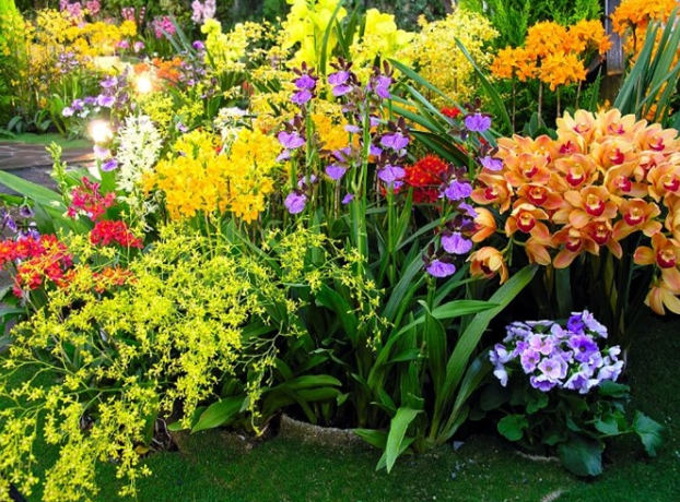 百花齐放的景象