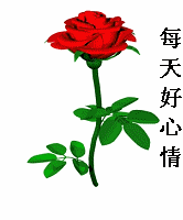 送你一朵玫瑰，愿你每天都有好心情